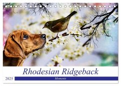 Rhodesian Ridgeback - Moments (Tischkalender 2025 DIN A5 quer), CALVENDO Monatskalender