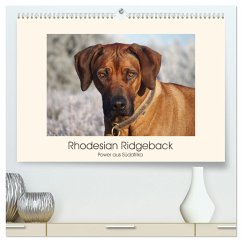 Rhodesian Ridgeback Power aus Südafrika (hochwertiger Premium Wandkalender 2025 DIN A2 quer), Kunstdruck in Hochglanz