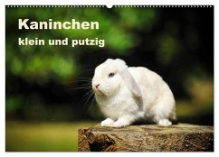 Kaninchen klein und putzig (Wandkalender 2025 DIN A2 quer), CALVENDO Monatskalender