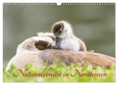 Naturerlebnisse in Nordhessen (Wandkalender 2025 DIN A3 quer), CALVENDO Monatskalender - Calvendo;Martin (GDT), Wilfried