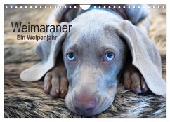 Weimaraner - Ein Welpenjahr (Wandkalender 2025 DIN A4 quer), CALVENDO Monatskalender