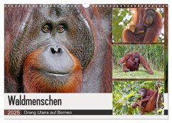 Waldmenschen - Orang Utans auf Borneo (Wandkalender 2025 DIN A3 quer), CALVENDO Monatskalender