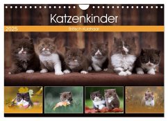 Katzenkinder - Britisch Kurzhaar (Wandkalender 2025 DIN A4 quer), CALVENDO Monatskalender - Calvendo;Sabi Fotografie by Janina Bürger, Wabi