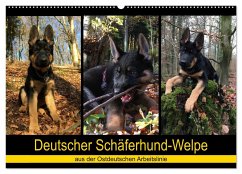 Deutscher Schäferhund-Welpe - aus der Ostdeutschen Arbeitslinie (Wandkalender 2025 DIN A2 quer), CALVENDO Monatskalender