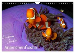 Anemonenfische - Streitbare Gesellen (Wandkalender 2025 DIN A4 quer), CALVENDO Monatskalender