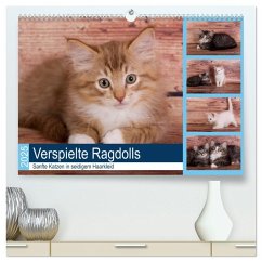 Verspielte Ragdolls -Sanfte Katzen in seidigem Haarkleid (hochwertiger Premium Wandkalender 2025 DIN A2 quer), Kunstdruck in Hochglanz - Calvendo;Verena Scholze, Fotodesign