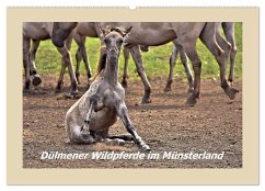 Dülmener Wildpferde im Münsterland (Wandkalender 2025 DIN A2 quer), CALVENDO Monatskalender - Calvendo;Hackstein, Bettina