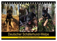 Deutscher Schäferhund-Welpe - aus der Ostdeutschen Arbeitslinie (Tischkalender 2025 DIN A5 quer), CALVENDO Monatskalender - Calvendo;Riedel, Tanja