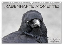 Rabenhafte Momente! (Wandkalender 2025 DIN A4 quer), CALVENDO Monatskalender - Calvendo;AJo. Dettlaff, Meike