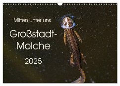 Mitten unter uns - Großstadt-Molche (Wandkalender 2025 DIN A3 quer), CALVENDO Monatskalender