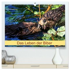 Das Leben der Biber (hochwertiger Premium Wandkalender 2025 DIN A2 quer), Kunstdruck in Hochglanz - Calvendo;Kattobello