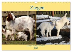 Ziegen - Die Stars aus dem Streichelzoo (Wandkalender 2025 DIN A3 quer), CALVENDO Monatskalender