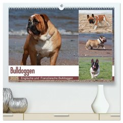 Bulldoggen - Englische und Französische Bulldoggen (hochwertiger Premium Wandkalender 2025 DIN A2 quer), Kunstdruck in Hochglanz