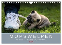 Mopswelpen (Wandkalender 2025 DIN A4 quer), CALVENDO Monatskalender