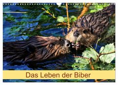 Das Leben der Biber (Wandkalender 2025 DIN A3 quer), CALVENDO Monatskalender