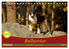 Bullterrier, Powerpakete auf 4 Pfoten (Tischkalender 2025 DIN A5 quer), CALVENDO Monatskalender