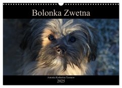 Bolonka Zwetna 2025 (Wandkalender 2025 DIN A3 quer), CALVENDO Monatskalender - Calvendo;Katharina Tessnow, Antonia