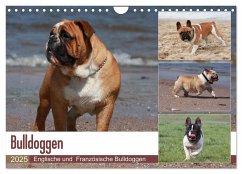 Bulldoggen - Englische und Französische Bulldoggen (Wandkalender 2025 DIN A4 quer), CALVENDO Monatskalender - Calvendo;Chawera