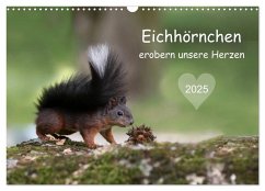 Eichhörnchen erobern unsere Herzen (Wandkalender 2025 DIN A3 quer), CALVENDO Monatskalender - Calvendo;Cerny, Birgit