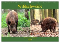 Wildschweine - Tiere aus unseren Wäldern (Wandkalender 2025 DIN A3 quer), CALVENDO Monatskalender