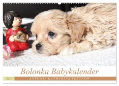 Bolonka Babykalender 2025 (Wandkalender 2025 DIN A2 quer), CALVENDO Monatskalender - Calvendo;Katharina Tessnow, Antonia