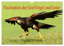 Faszination der Greifvögel und Geier (Wandkalender 2025 DIN A3 quer), CALVENDO Monatskalender