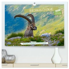 Bergkönige - Steinböcke im Blickpunkt der Naturforografie (hochwertiger Premium Wandkalender 2025 DIN A2 quer), Kunstdruck in Hochglanz