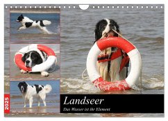 Landseer - Das Wasser ist ihr Element (Wandkalender 2025 DIN A4 quer), CALVENDO Monatskalender