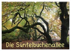 Die Süntelbuchenallee (Wandkalender 2025 DIN A2 quer), CALVENDO Monatskalender - Calvendo;Loewa, Bernhard