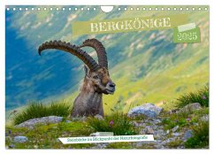 Bergkönige - Steinböcke im Blickpunkt der Naturforografie (Wandkalender 2025 DIN A4 quer), CALVENDO Monatskalender - Calvendo;Caumont, Renaldo