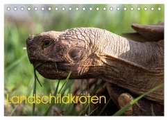 Landschildkröten (Tischkalender 2025 DIN A5 quer), CALVENDO Monatskalender