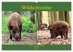 Wildschweine - Tiere aus unseren Wäldern (Wandkalender 2025 DIN A2 quer), CALVENDO Monatskalender - Calvendo;Klatt, Arno