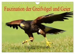 Faszination der Greifvögel und Geier (Wandkalender 2025 DIN A4 quer), CALVENDO Monatskalender