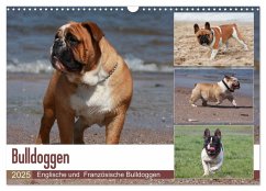 Bulldoggen - Englische und Französische Bulldoggen (Wandkalender 2025 DIN A3 quer), CALVENDO Monatskalender - Calvendo;Chawera