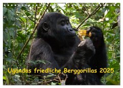 Ugandas friedliche Berggorillas (Wandkalender 2025 DIN A4 quer), CALVENDO Monatskalender