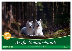 Weiße Schäferhunde in schönen Landschaften (Wandkalender 2025 DIN A2 quer), CALVENDO Monatskalender