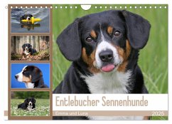 Entlebucher Sennenhunde Emma und Luna (Wandkalender 2025 DIN A4 quer), CALVENDO Monatskalender