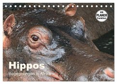 Hippos - Begegnungen in Afrika (Tischkalender 2025 DIN A5 quer), CALVENDO Monatskalender - Calvendo;Herzog, Michael