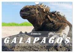 Entdecke Galapagos (Wandkalender 2025 DIN A4 quer), CALVENDO Monatskalender