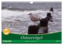 Ostseevögel (Wandkalender 2025 DIN A4 quer), CALVENDO Monatskalender