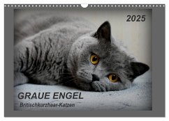 GRAUE ENGEL Britischkurzhaar-Katzen (Wandkalender 2025 DIN A3 quer), CALVENDO Monatskalender - Calvendo;Jacky-fotos