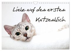 Liebe auf den ersten Katzenblick (Wandkalender 2025 DIN A4 quer), CALVENDO Monatskalender - Calvendo;Enderlein - Bethari Bengals, Sylke