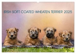 IRISH SOFT COATED WHEATEN TERRIER 2025 (Wandkalender 2025 DIN A2 quer), CALVENDO Monatskalender - Calvendo;Mirsberger www.tierpfoto.de, Annett