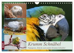 Krumm Schnäbel - Papageien, Sittiche und andere Krumm Schnäbel (Wandkalender 2025 DIN A4 quer), CALVENDO Monatskalender