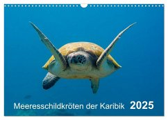 Meeresschildkröten der Karibik (Wandkalender 2025 DIN A3 quer), CALVENDO Monatskalender - Calvendo;Kühnast, Yvonne
