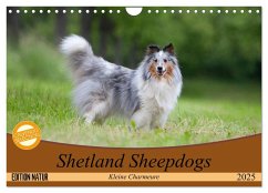 Shetland Sheepdogs - Kleine Charmeure (Wandkalender 2025 DIN A4 quer), CALVENDO Monatskalender