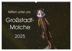 Mitten unter uns - Großstadt-Molche (Wandkalender 2025 DIN A2 quer), CALVENDO Monatskalender - Calvendo;Wibke Hildebrandt, Anne