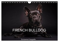 French Bulldog (Wandkalender 2025 DIN A4 quer), CALVENDO Monatskalender