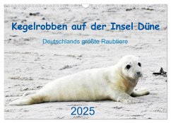 Kegelrobben auf der Insel Düne (Wandkalender 2025 DIN A3 quer), CALVENDO Monatskalender