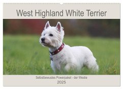 West Highland White Terrier - Selbstbewustes Powerpaket - der Westie (Wandkalender 2025 DIN A2 quer), CALVENDO Monatskalender